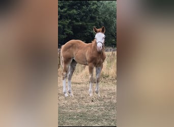 American Quarter Horse, Klacz, Źrebak (05/2026), 150 cm, Bułana