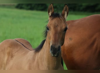 American Quarter Horse, Klacz, Źrebak (03/2024), 150 cm, Bułana