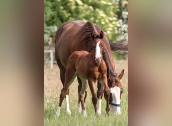 American Quarter Horse, Klacz, Źrebak (06/2025), 150 cm, Gniada