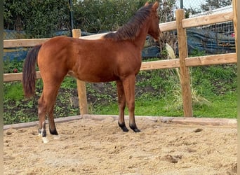 American Quarter Horse, Klacz, Źrebak (03/2025), 150 cm, Gniada