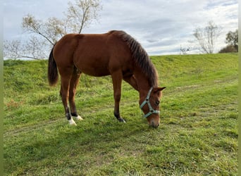 American Quarter Horse, Klacz, Źrebak (03/2025), 150 cm, Gniada