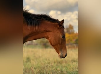 American Quarter Horse, Klacz, Źrebak (03/2025), 150 cm, Gniada