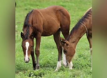 American Quarter Horse, Klacz, Źrebak (05/2025), 150 cm, Gniada