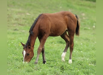 American Quarter Horse, Klacz, Źrebak (05/2025), 150 cm, Gniada