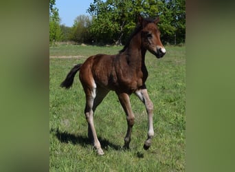 American Quarter Horse, Klacz, , 150 cm, Gniada