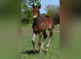 American Quarter Horse, Klacz, , 150 cm, Gniada