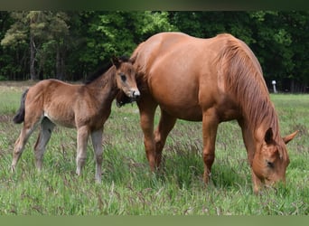 American Quarter Horse, Klacz, , 150 cm, Gniada