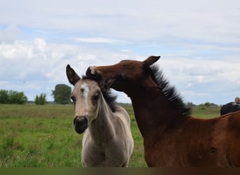 American Quarter Horse, Klacz, , 150 cm, Gniada