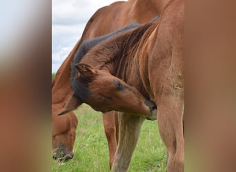 American Quarter Horse, Klacz, , 150 cm, Gniada