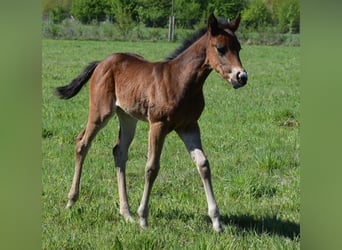 American Quarter Horse, Klacz, , 150 cm, Gniada