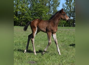 American Quarter Horse, Klacz, , 150 cm, Gniada