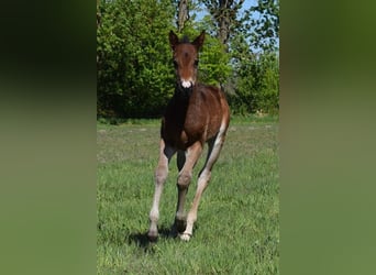 American Quarter Horse, Klacz, , 150 cm, Gniada