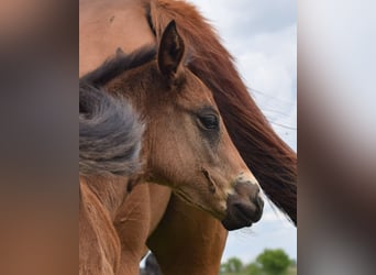 American Quarter Horse, Klacz, , 150 cm, Gniada
