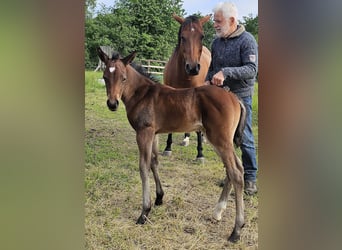 American Quarter Horse, Klacz, , 150 cm, Gniada