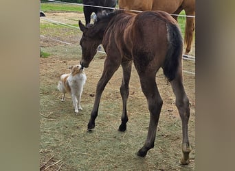 American Quarter Horse, Klacz, , 150 cm, Gniada