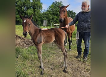 American Quarter Horse, Klacz, , 150 cm, Gniada
