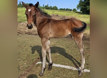 American Quarter Horse, Klacz, , 150 cm, Gniada