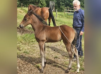 American Quarter Horse, Klacz, , 150 cm, Gniada