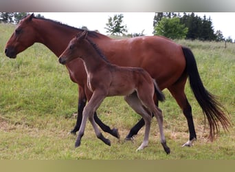American Quarter Horse, Klacz, , 150 cm, Gniada