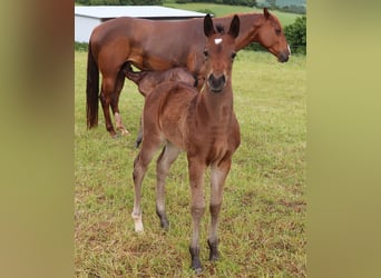 American Quarter Horse, Klacz, , 150 cm, Gniada