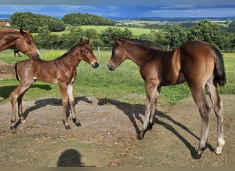 American Quarter Horse, Klacz, , 150 cm, Gniada