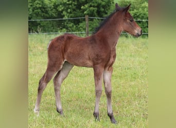 American Quarter Horse, Klacz, , 150 cm, Gniada