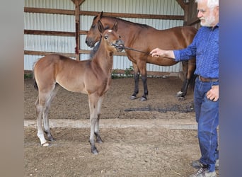 American Quarter Horse, Klacz, , 150 cm, Gniada