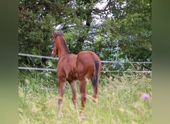 American Quarter Horse, Klacz, Źrebak (04/2026), 150 cm, Gniada