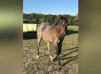 American Quarter Horse, Klacz, Źrebak (04/2026), 150 cm, Gniadodereszowata