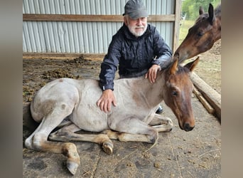 American Quarter Horse, Klacz, Źrebak (05/2025), 150 cm, Gniadodereszowata