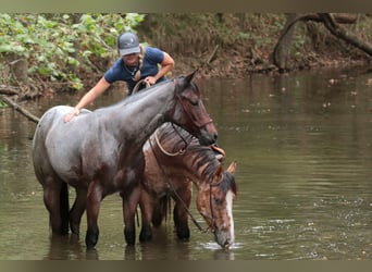 American Quarter Horse, Klacz, Źrebak (06/2025), 150 cm, Gniadodereszowata