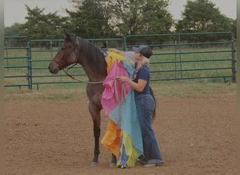 American Quarter Horse, Klacz, Źrebak (06/2025), 150 cm, Gniadodereszowata