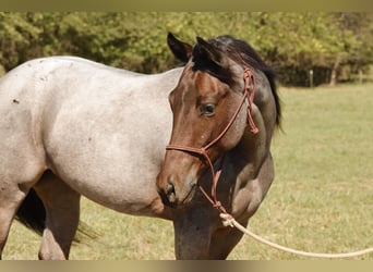 American Quarter Horse, Klacz, Źrebak (06/2025), 150 cm, Gniadodereszowata