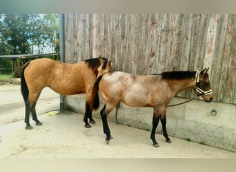 American Quarter Horse, Klacz, Źrebak (03/2026), 150 cm, Gniadodereszowata