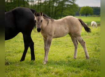 American Quarter Horse, Klacz, Źrebak (01/2026), 150 cm, Grullo