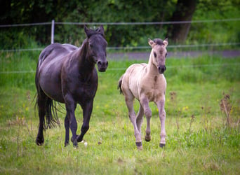 American Quarter Horse, Klacz, Źrebak (01/2026), 150 cm, Grullo