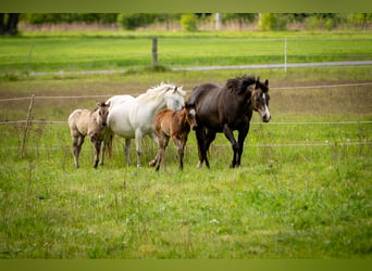 American Quarter Horse, Klacz, Źrebak (01/2026), 150 cm, Grullo