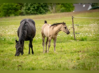 American Quarter Horse, Klacz, Źrebak (01/2026), 150 cm, Grullo