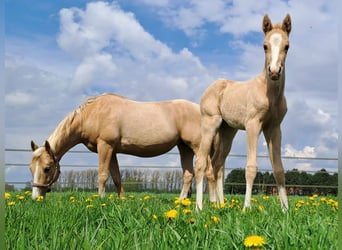 American Quarter Horse, Klacz, Źrebak (04/2023), 150 cm, Izabelowata