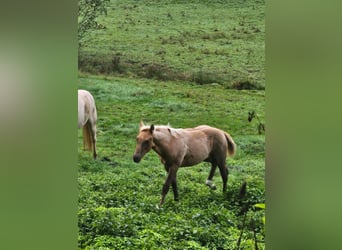 American Quarter Horse, Klacz, , 150 cm, Izabelowata