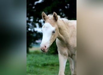American Quarter Horse, Klacz, Źrebak (05/2026), 150 cm, Izabelowata