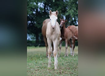 American Quarter Horse, Klacz, Źrebak (05/2026), 150 cm, Izabelowata