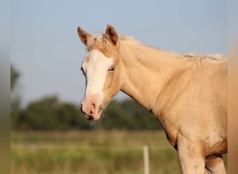 American Quarter Horse, Klacz, Źrebak (05/2026), 150 cm, Izabelowata