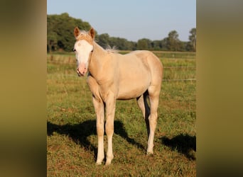 American Quarter Horse, Klacz, Źrebak (05/2026), 150 cm, Izabelowata
