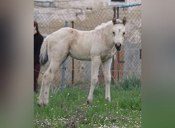 American Quarter Horse, Klacz, Źrebak (03/2026), 150 cm, Jelenia