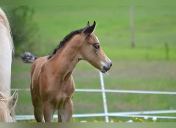 American Quarter Horse, Klacz, Źrebak (05/2026), 150 cm, Jelenia