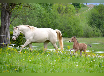 American Quarter Horse, Klacz, Źrebak (05/2026), 150 cm, Jelenia