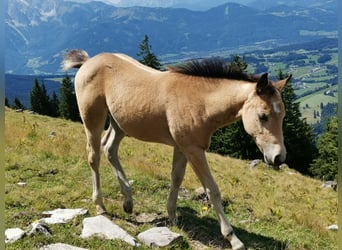 American Quarter Horse, Klacz, Źrebak (05/2026), 150 cm, Jelenia