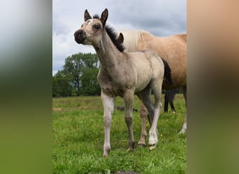 American Quarter Horse, Klacz, , 150 cm, Jelenia