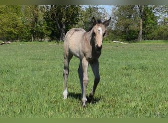 American Quarter Horse, Klacz, , 150 cm, Jelenia